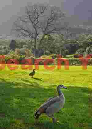 Kirstenbosch Botanical Garden, Cape Town