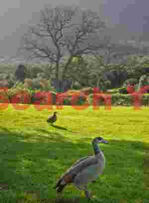 Kirstenbosch Botanical Garden, Cape Town 6