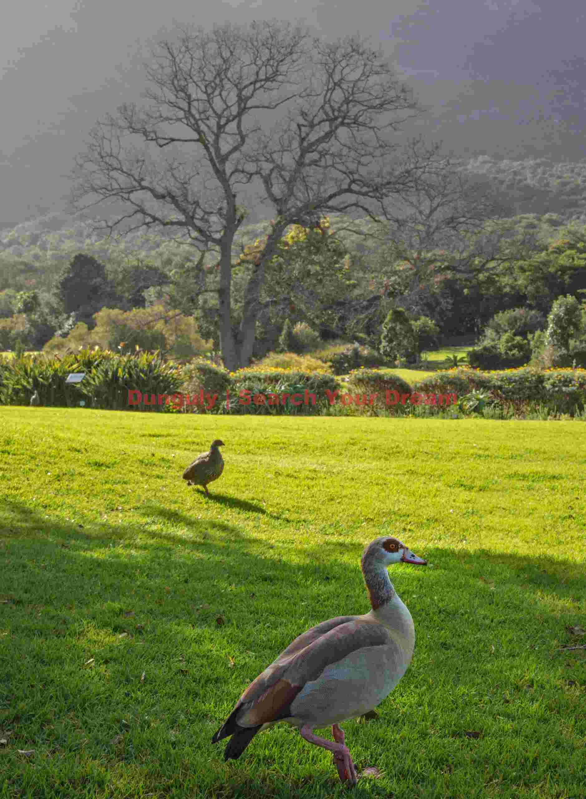 Kirstenbosch Botanical Garden, Cape Town 6 Kirstenbosch Botanical Garden, Cape Town 6