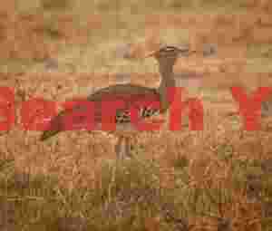 Kori bustard by evening backlight