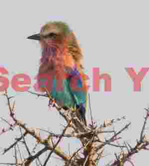 Lilac-breasted roller