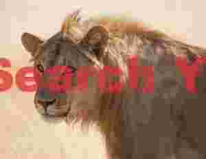 Lion portrait