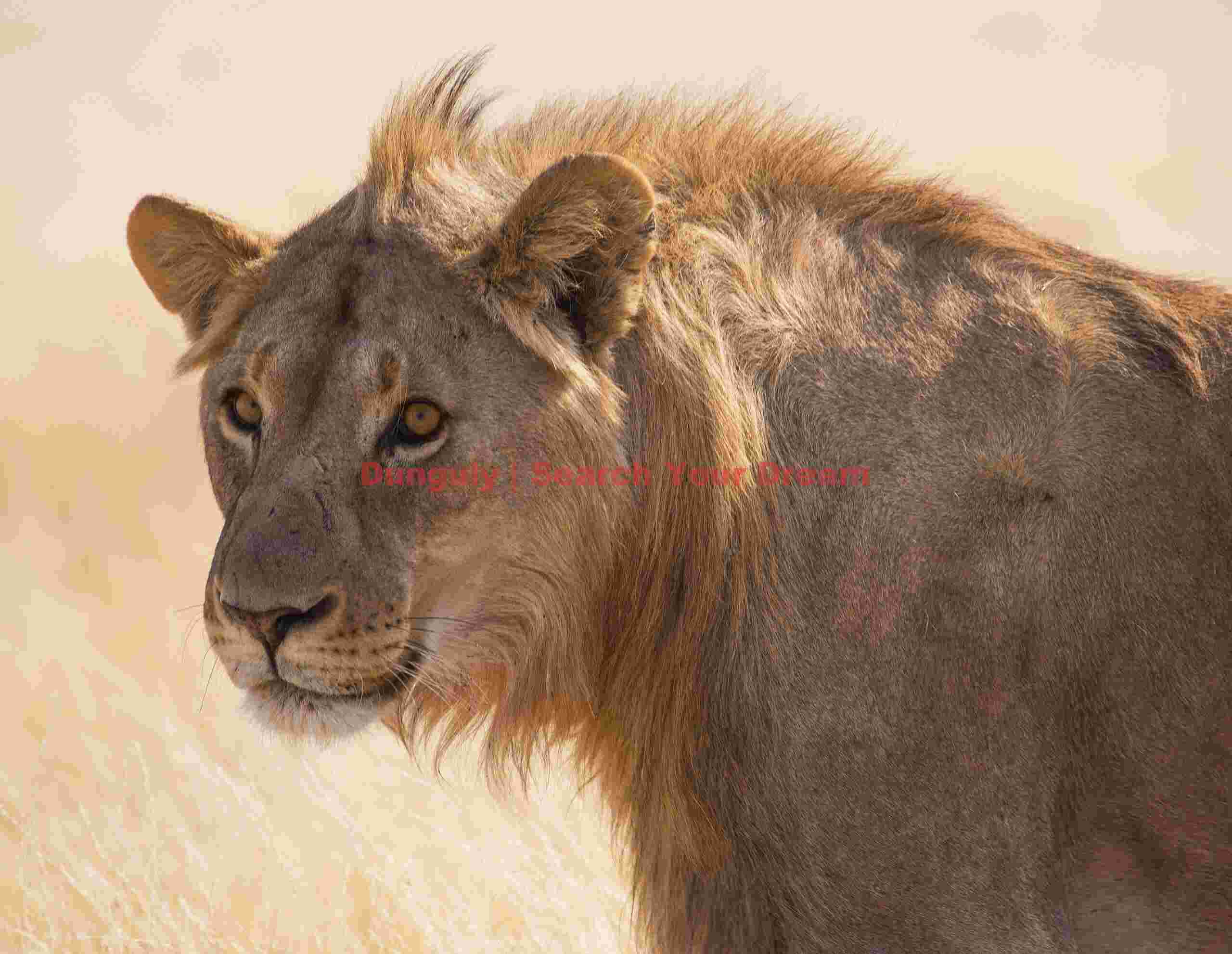 Lion portrait; Etosha N.P, Namibia Lion portrait