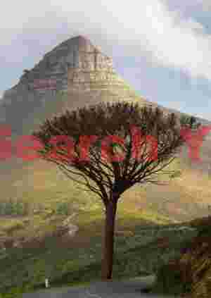 Lion's Head