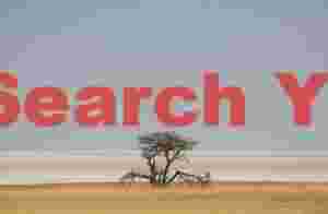 Lone tree at the edge of the Etosha pan