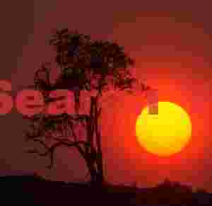 Martian sunrise and tree sillhouette