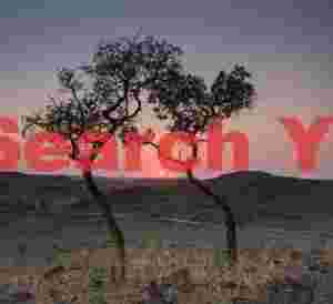 Martian sunrise between paired trees