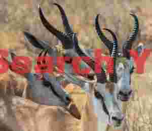 Medley of horns
