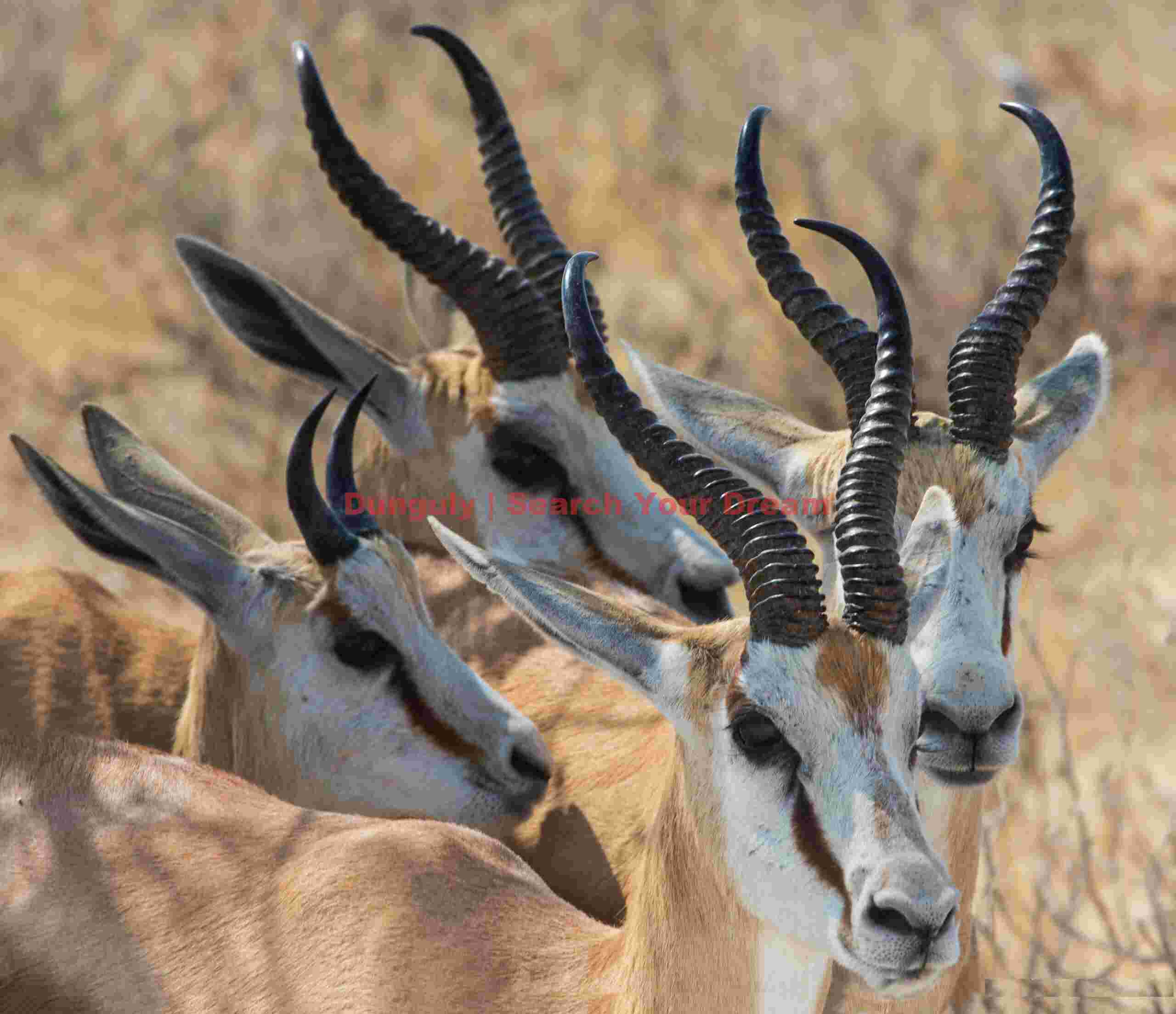 Medley of horns; Springbok, Etosha N.P, Namibia Medley of horns
