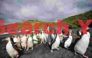 Royal penguins stampeding from an elephant seal