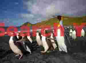 Royal penguins, with a king for scale