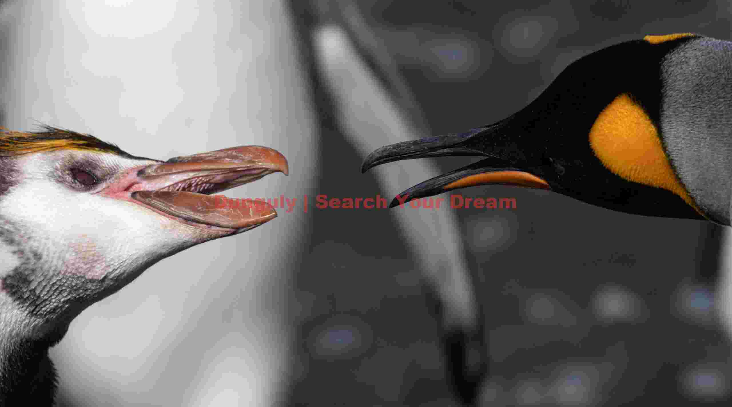 Royan and king aggro; Macquarie Island Royan and king aggro