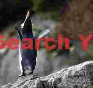Snares penguin calling