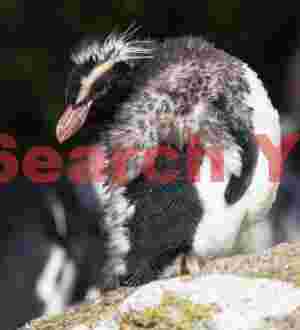 Snares penguin in moult