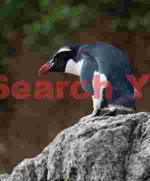 Snares penguin looking down from rock