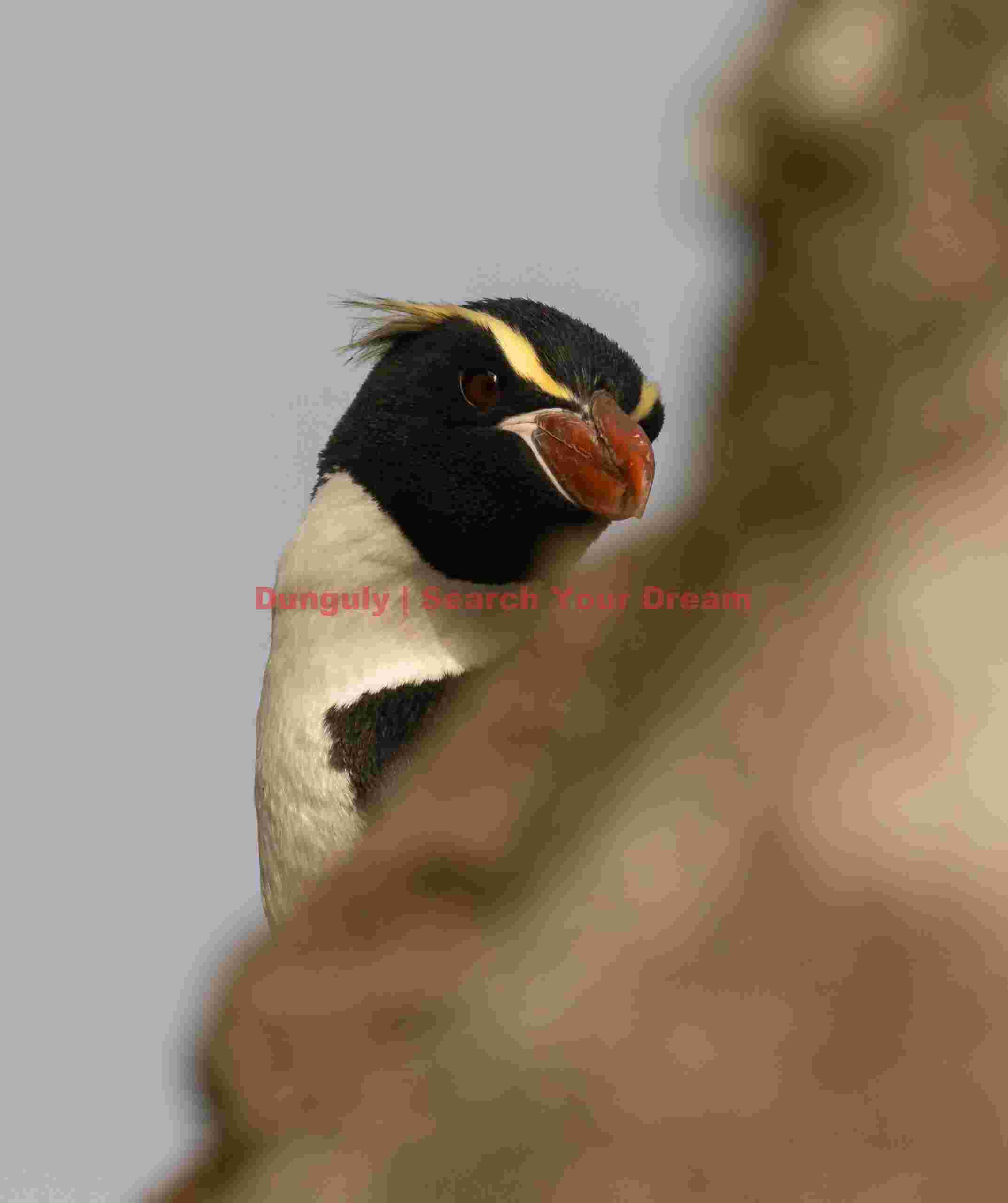 Snares penguin peeking around rock; Snares Island Snares penguin peeking around rock