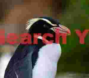 Snares penguin portrait