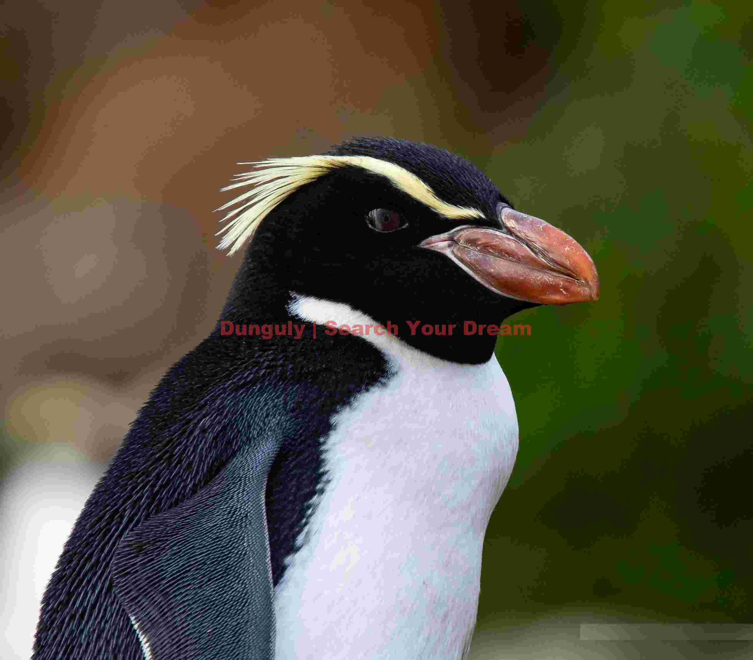 Snares penguin portrait; Snares Island Snares penguin portrait