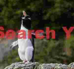 Snares penguin shaking head
