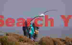 Southern royal albatross flying before visitors