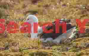 Southern royal albatross settled on the ground