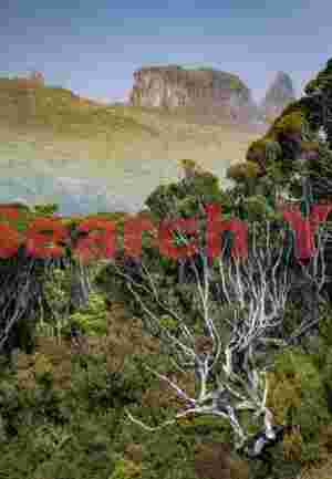 Stand of trees above rainbow, Auckland Island