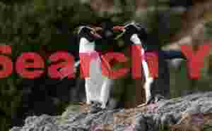 Two Snares penguin getting cross