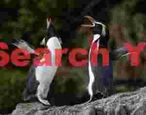 Two Snares penguins calling