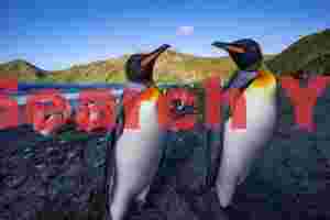 Two king penguins on the beah