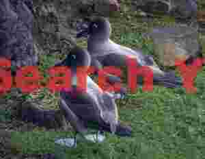 Two light-mantled sooty albatross by empty nest