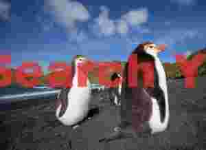 Two plump royal penguins on the beach