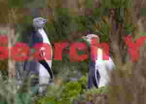 Two yellow eyed penguins in the undergrowth, Enderby Island, Auckland Islands