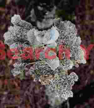 White lichen