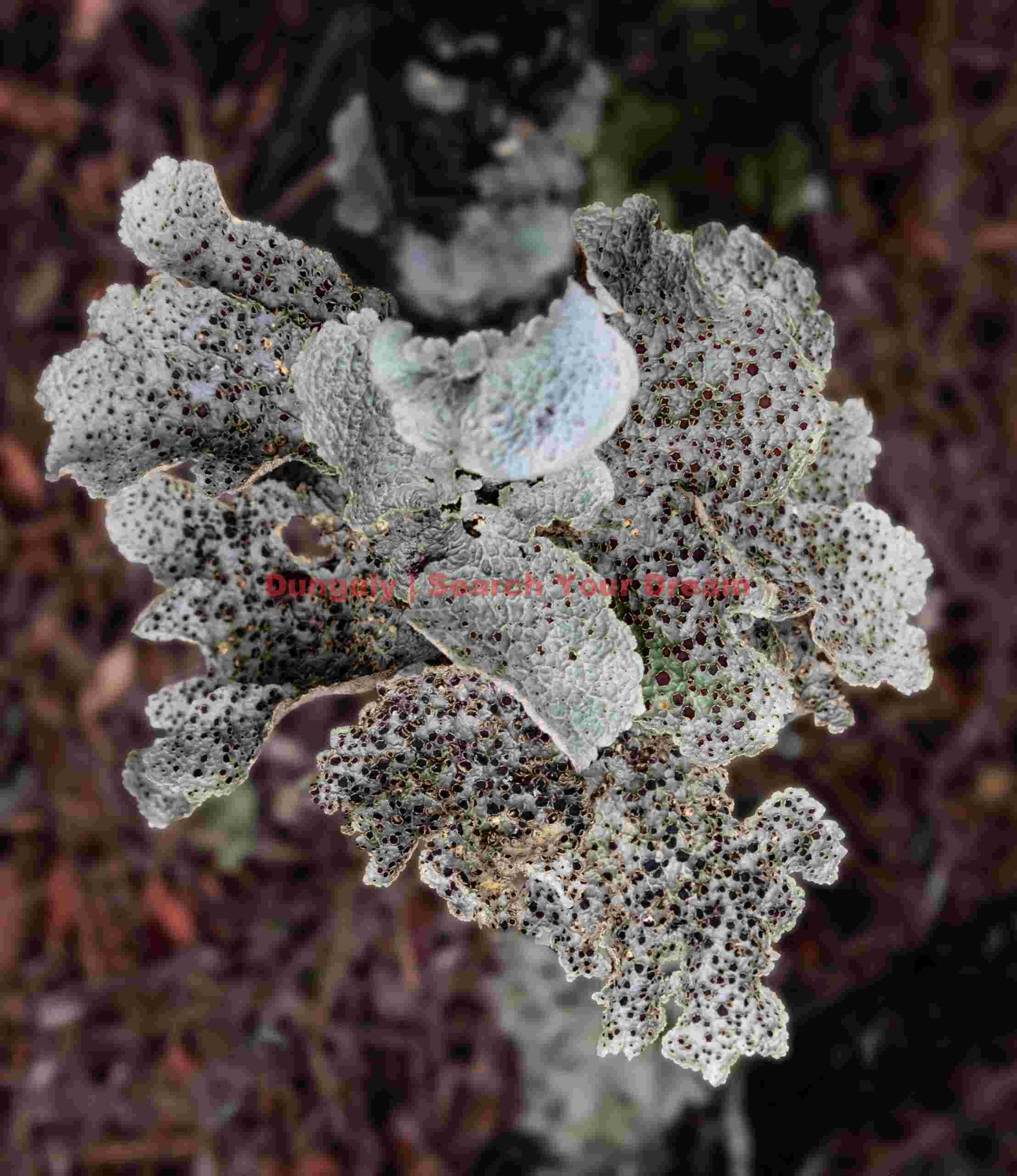 White lichen; Enderby Island, Auckland Islands White lichen