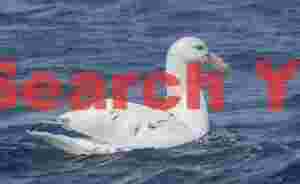 White morph southern giant petrel
