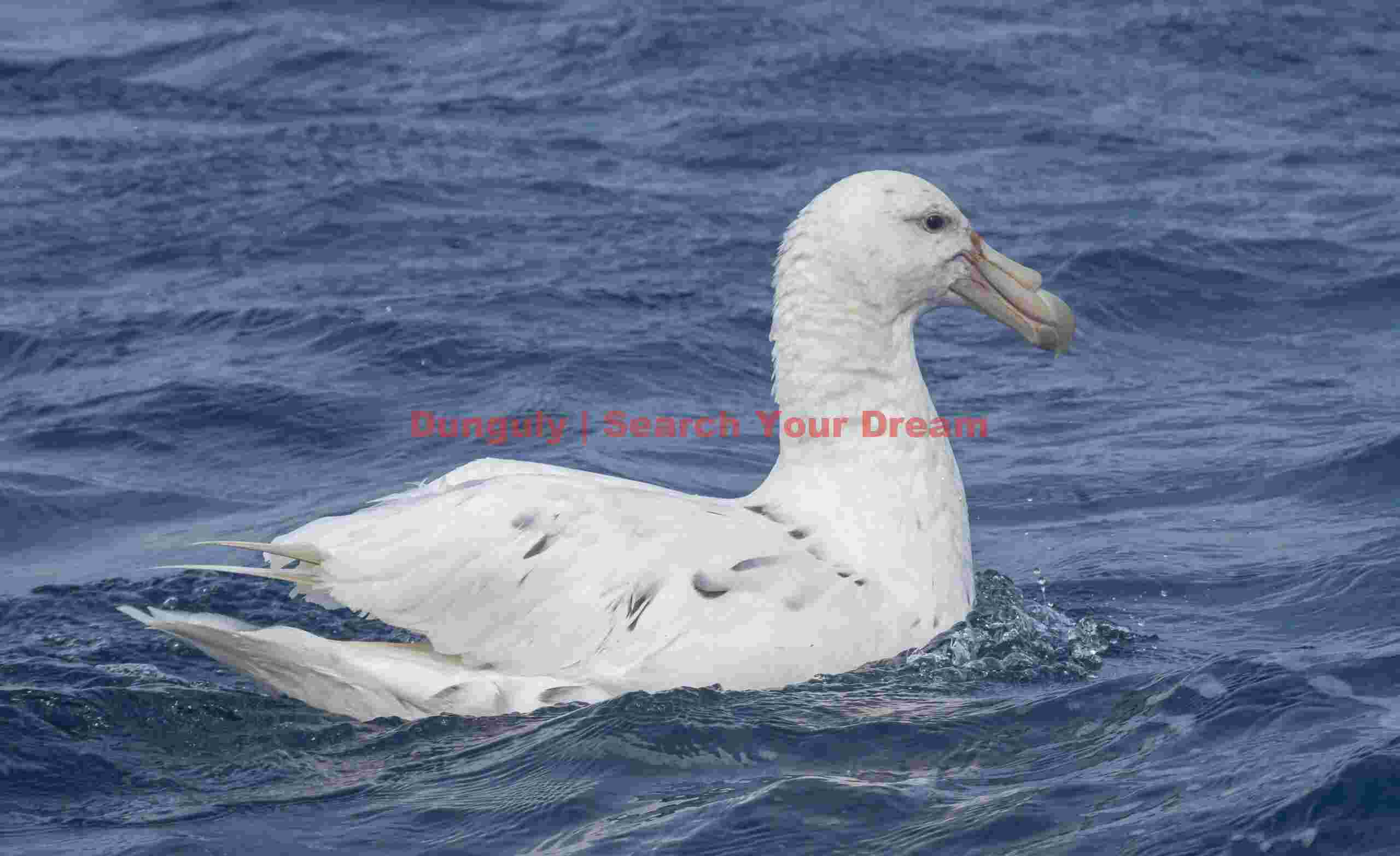White morph southern giant petrel; Macquarie Island White morph southern giant petrel