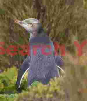 Yellow eyed penguin