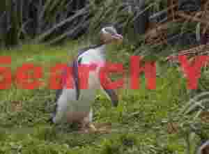 Yellow eyed penguin walking through grass