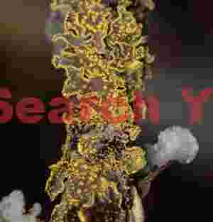 Yellow lichen on branch