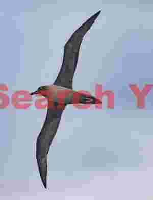 light-mantled sooty albatross in flight
