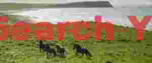 Wild Freedom: Icelandic Horses Galloping on Coastal Grassland