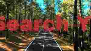 Scenic Pine Forest Road: Your Path to Tranquility