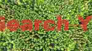 Aerial Grandeur: Lush Evergreen Forest Canopy
