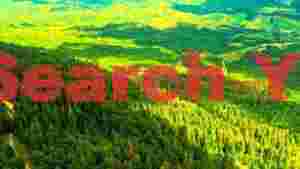 Expansive Green Forest Aerial Print