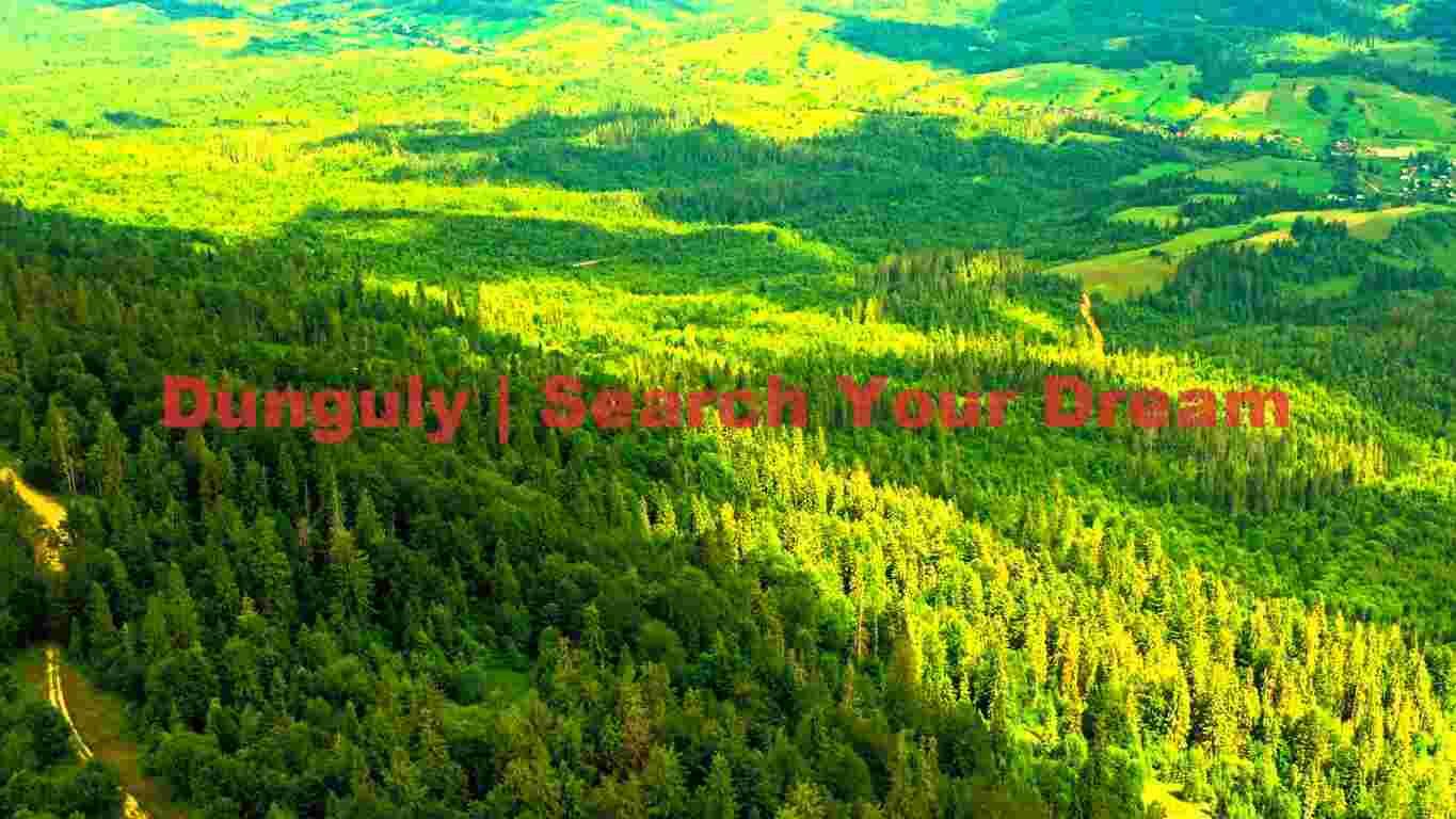 Expansive Green Forest Aerial Print Expansive Green Forest Aerial Print