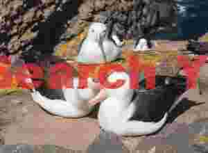 Affectionate black-browed albatross