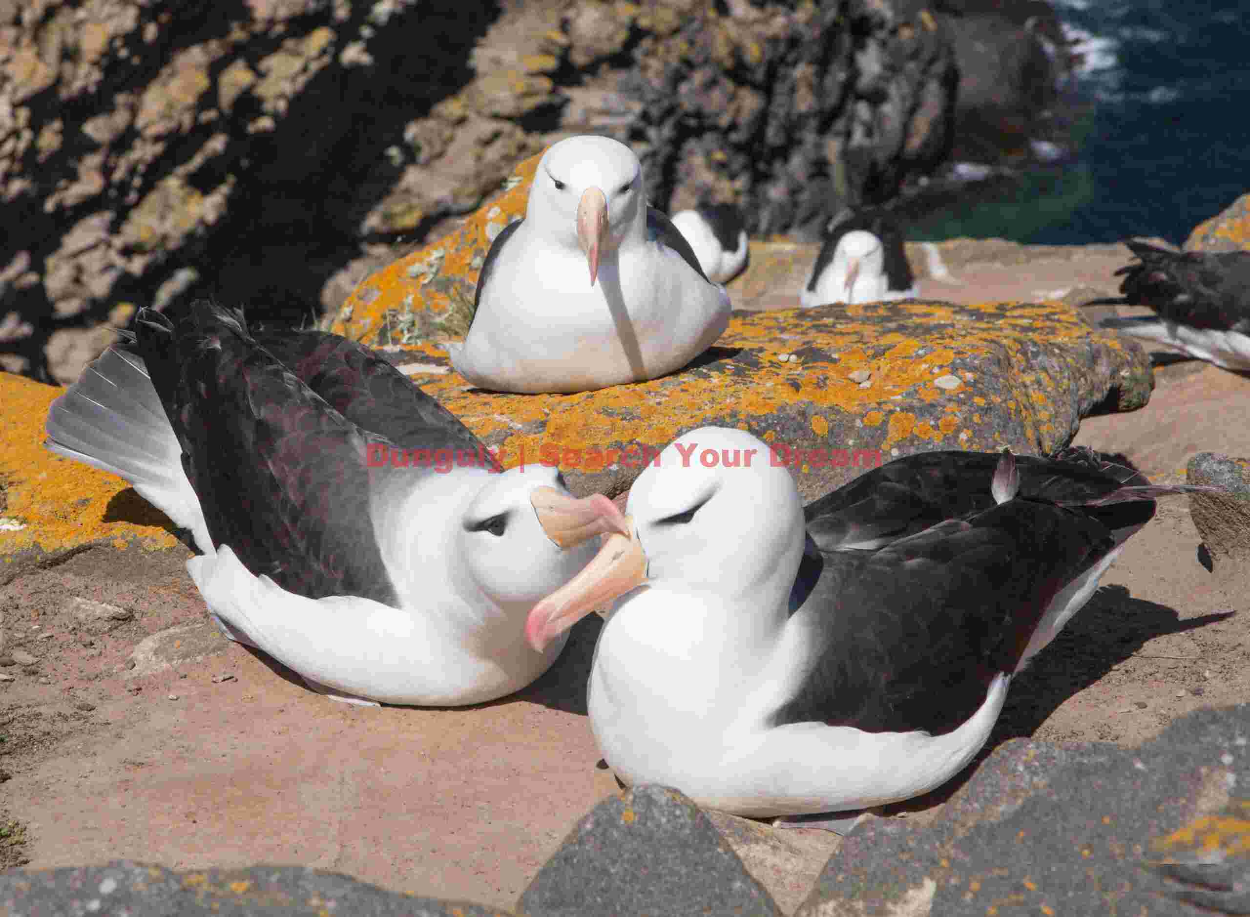 Affectionate black-browed albatross; Westpoint Island, Falklands Affectionate black-browed albatross