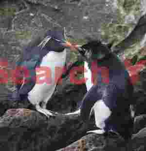 Affectionate rockhopper pair
