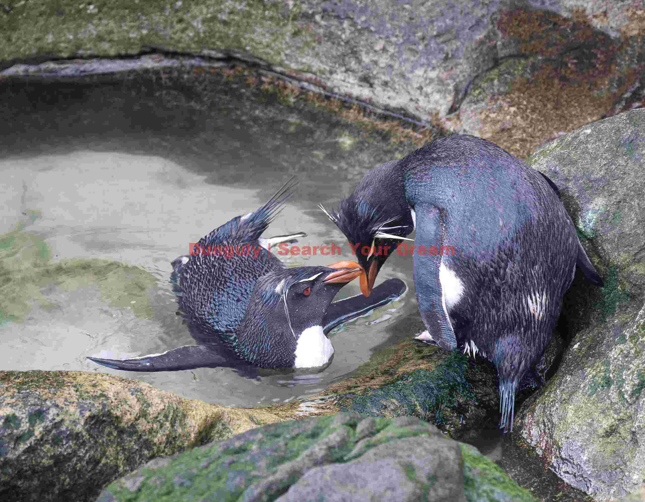 Affectionate rockhoppers at the play-pool; The Neck, Saunders Island, Falkland Islands Affectionate rockhoppers at the play-pool
