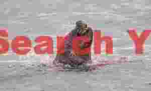 Aftermath- blood-stained sea lion in sea